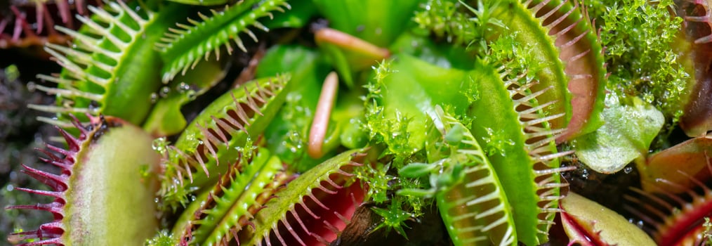 carnivorous predatory plant Venus flytrap - Dionaea muscipula. photo
