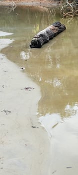 clear water river on the coast in ubatuba on itamambuca beach photo