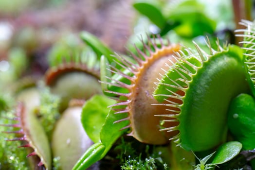 carnivorous predatory plant Venus flytrap - Dionaea muscipula. photo