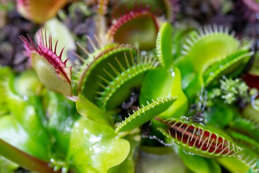 carnivorous predatory plant Venus flytrap - Dionaea muscipula. photo
