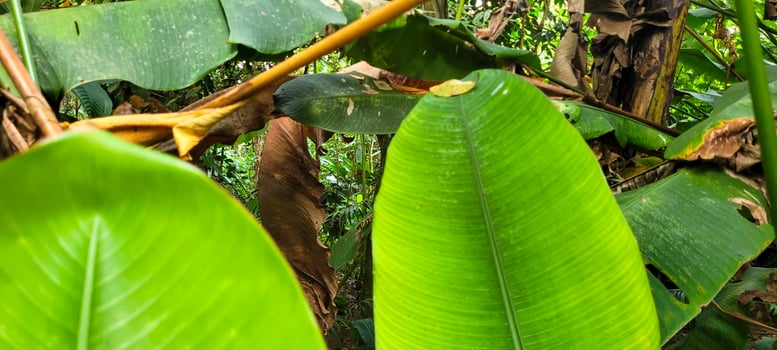 tropical green foliage with abstract lines photo