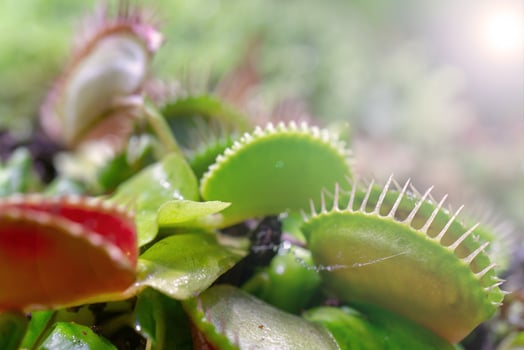 carnivorous predatory plant Venus flytrap - Dionaea muscipula. photo