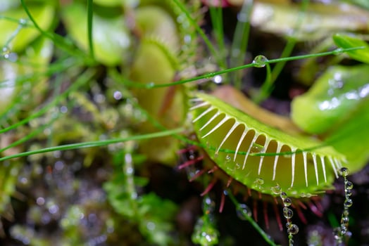 carnivorous predatory plant Venus flytrap - Dionaea muscipula. photo
