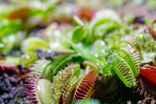 carnivorous predatory plant Venus flytrap - Dionaea muscipula. photo