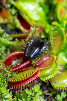 carnivorous predatory plant Venus flytrap - Dionaea muscipula. photo