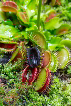 carnivorous predatory plant Venus flytrap - Dionaea muscipula. photo