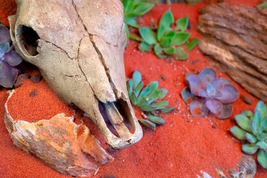 animal skull on sand photo