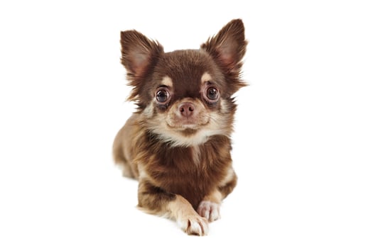 Sitting short haired brown chihuahua dog with big ears isolated on white background cute chihuahua dog photo