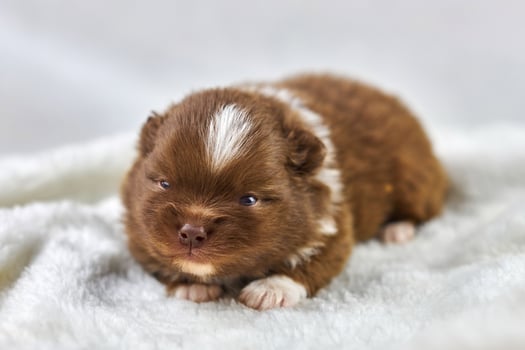Little Chihuahua puppy on soft white fabric, cute sleepy brown white dog breed on white background photo