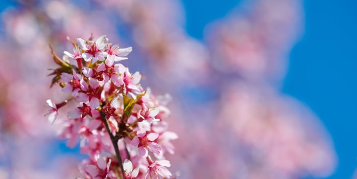 Pink cherry blossom, beautiful pink flowers of japanese cherry tree on blue sky background in garden photo