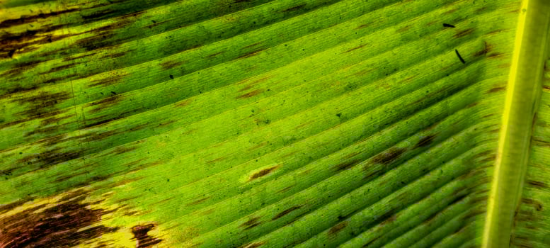 tropical green foliage with abstract lines photo