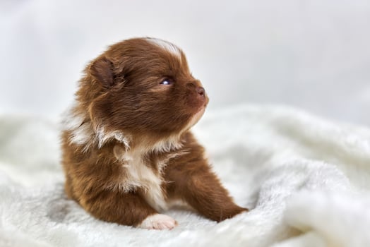 Little Chihuahua puppy sitting on soft white fabric, cute sleepy brown white dog breed on white photo