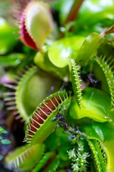 carnivorous predatory plant Venus flytrap - Dionaea muscipula. photo