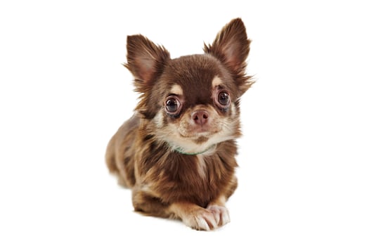 Sitting short haired brown chihuahua dog with big ears isolated on white background cute chihuahua dog photo