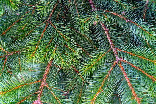 Green branches of a young spruce. Natural green background. photo