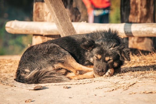 Sleeping Dog in Serene Outdoor Setting photo
