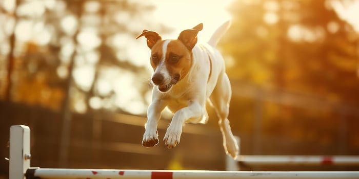 Energetic Dog Jumping Over Hurdle in Sunlit Park during Agility Training photo