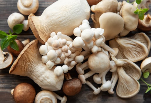 Assortment of various mushrooms photo