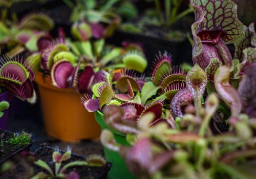 Dionaea muscipula. Household indoor predatory flowers flycatcher in pots. Houseplant shop. photo