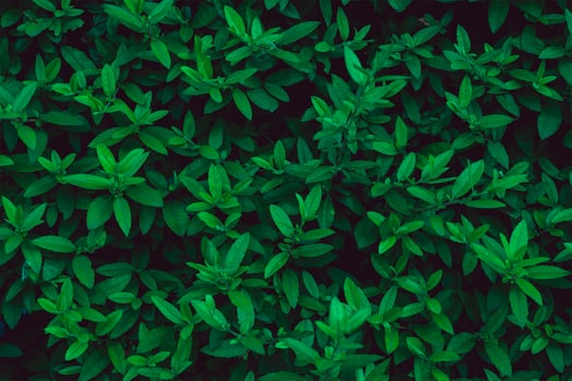 Natural green background from young green leaves. Fresh green leaves covering the wall. photo