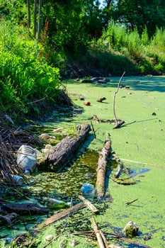 Floating garbage in a pond overgrown with floating duckweed and Wolffia plants photo