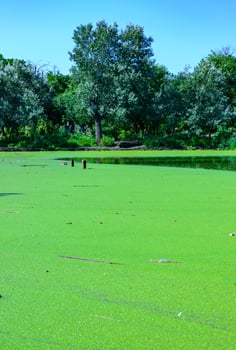 Aquatic plants floating on the surface of the water duckweed Lemna and Wolffia in a stagnant pond, photo