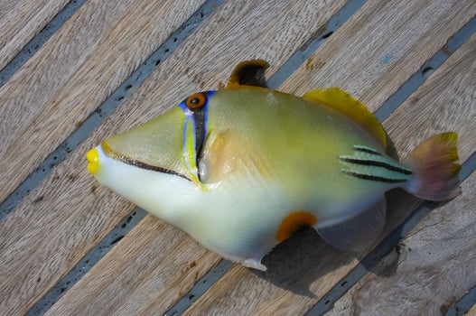Arabian Picasso triggerfish Rhinecanthus assasi, fish on the deck of a boat caught photo