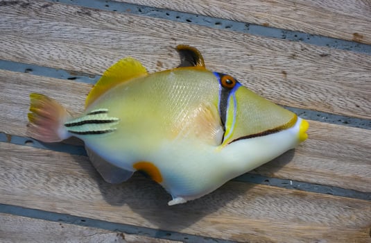 Arabian Picasso triggerfish Rhinecanthus assasi, fish on the deck of a boat caught photo