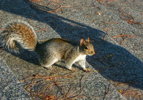 Eastern Gray Squirrel Sciurus carolinensis, squirrel runs up the stairs in Manhattan photo