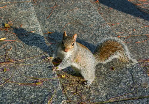 Eastern Gray Squirrel Sciurus carolinensis, squirrel runs up the stairs in Manhattan photo