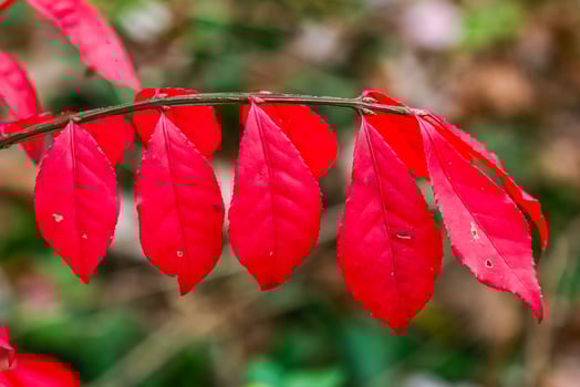 Red leaves of a tree in a forest in autumn in suburban New Jersey, USA photo