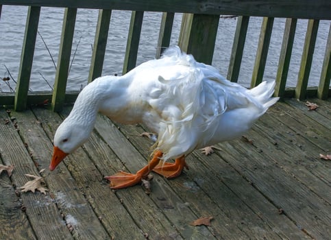 A large white goose with a red beak is walking along a wooden pier in the Pete Sensi Park, NJ photo