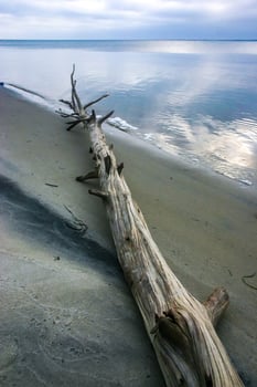 A large dry tree on the sandy shore of the Atlantic Ocean in Island Beach State Park, New Jersey, USA photo