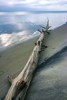 A large dry tree on the sandy shore of the Atlantic Ocean in Island Beach State Park, New Jersey, USA photo