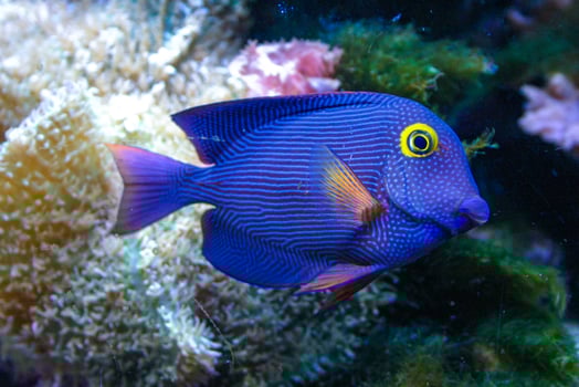 Yellow Eyed Kole Tang in reef aquarium, Ctenochaetus strigosus photo