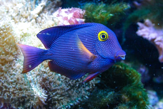Yellow Eyed Kole Tang in reef aquarium, Ctenochaetus strigosus photo