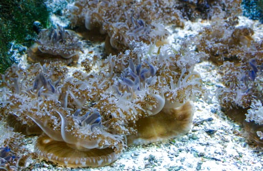 Upside-down jellyfish - Cassiopea andromeda - mangrove jellyfish symbiotic with algae, lying on the bottom in a bright place for photosynthesis by microalgae photo
