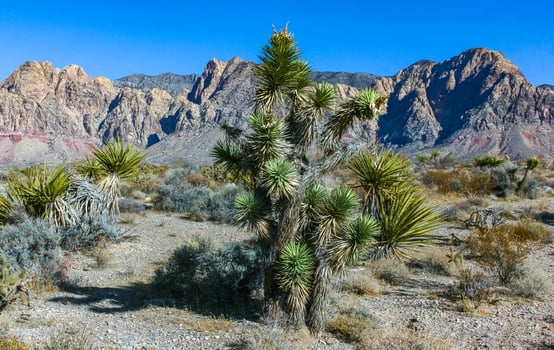 Yucca brevifolia tree, spiny cacti and other desert plants in rock desert in the foothills, California photo