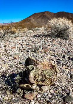 Dehydrated Beavertail cactus -Opuntia basilaris, prickly pear cactus, California, USA photo