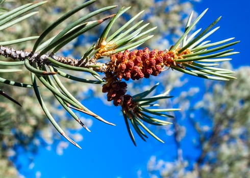 Pine branch with male cones against a background of blue sky in the Sierra Nevada mountains, USA photo