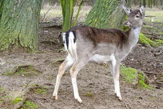 Standing Beauty The Graceful Elegance of the Fawn photo