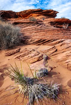 Drought-tolerant plants growing in the red desert sand near Glen Canyon, Arizona photo