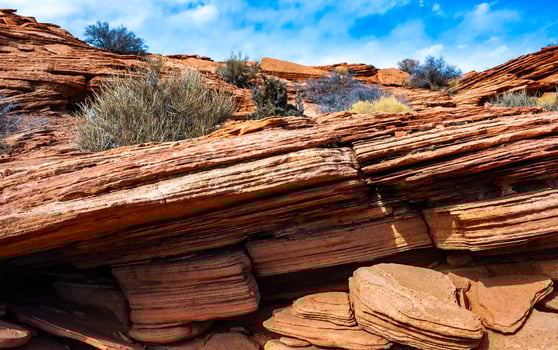Drought-tolerant plants growing in the red desert sand near Glen Canyon, Arizona photo