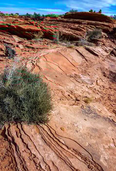 Drought-tolerant plants growing in the red desert sand near Glen Canyon, Arizona photo