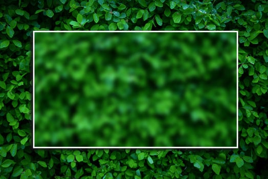 White passepartout frame around blurry background. Blank for postcards. Fresh green leaves flat lay background. photo