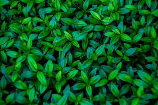fresh green leaves background photo