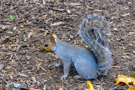Gray Squirrel Sciurus carolinensis rodent squirrel looking for food in fallen leaves photo