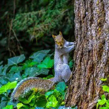 Gray Squirrel Sciurus carolinensis, On a tree in the park, Manhattan photo