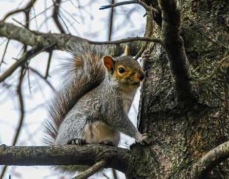Gray Squirrel Sciurus carolinensis On a tree in the park, Manhattan photo