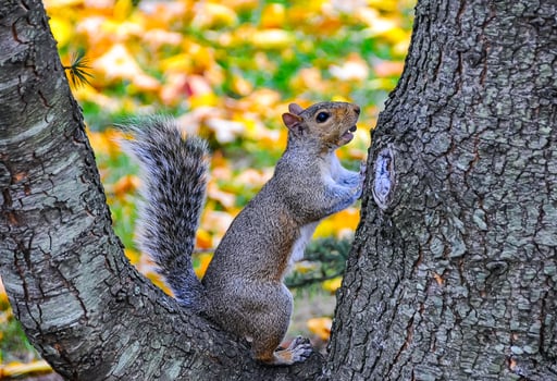 Gray Squirrel Sciurus carolinensis On a tree in the park, Manhattan photo